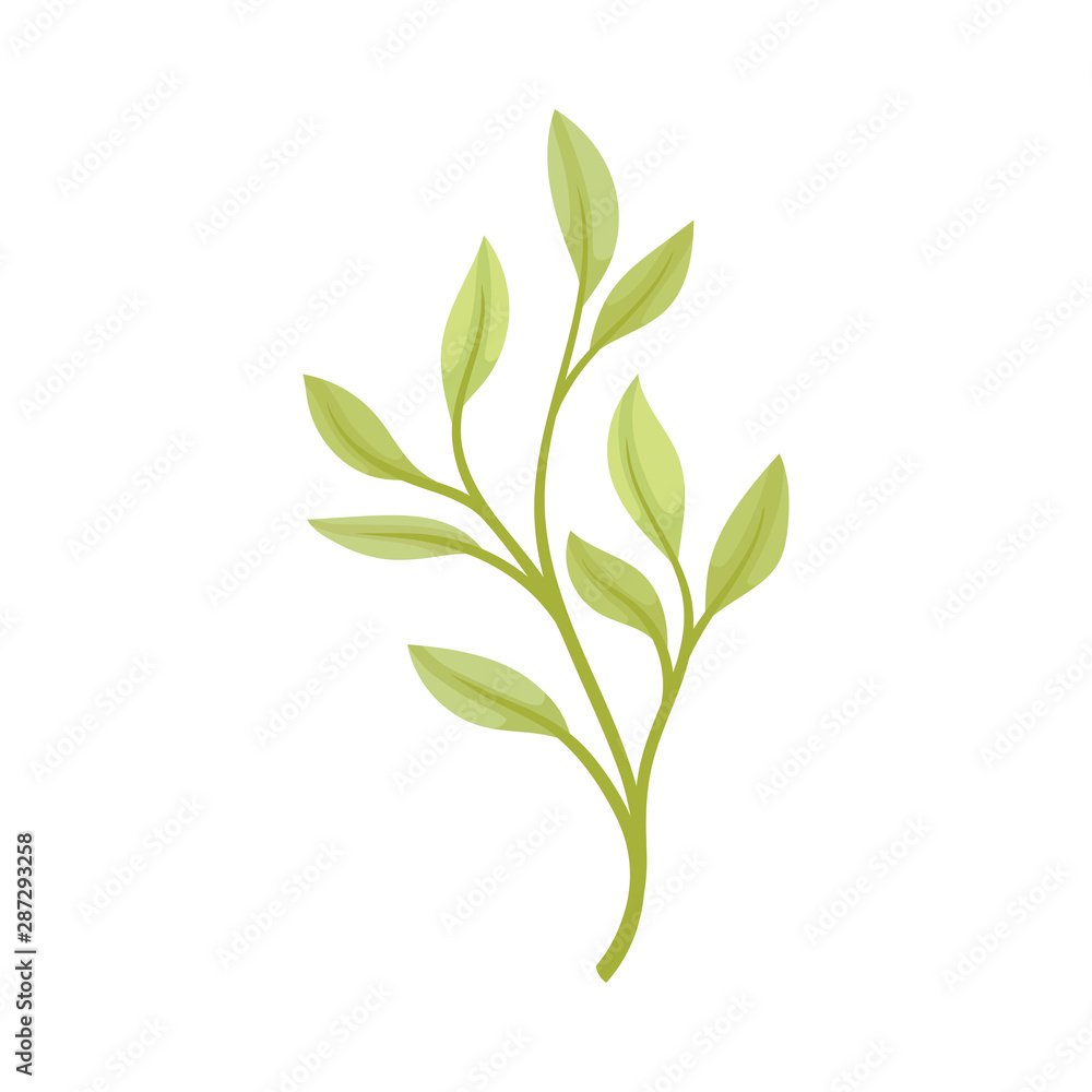 Pale green leaves. Vector illustration on a white background.