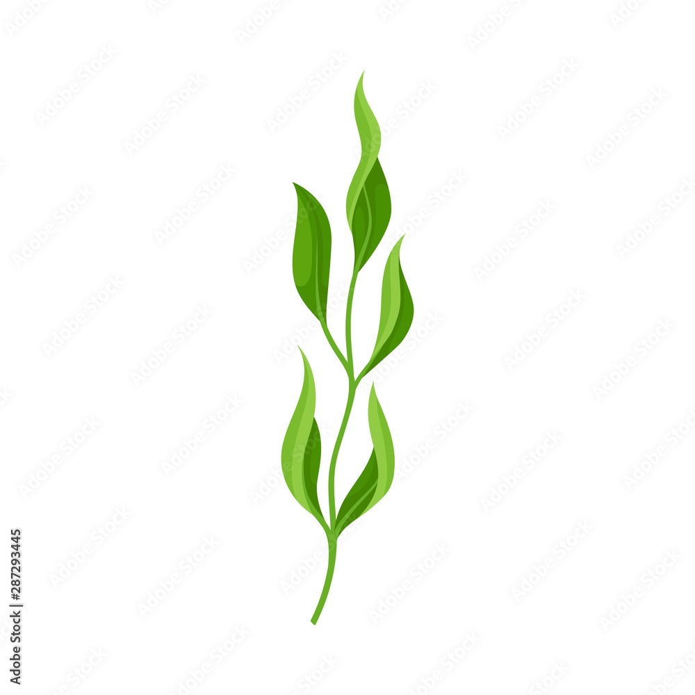 Stem with long leaves. Vector illustration on a white background. Stem with long leaves. Vector illustration on a white background.