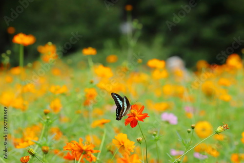 アゲハ蝶と黄色いコスモス