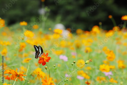 アゲハ蝶と黄色いコスモス © K.Douzin