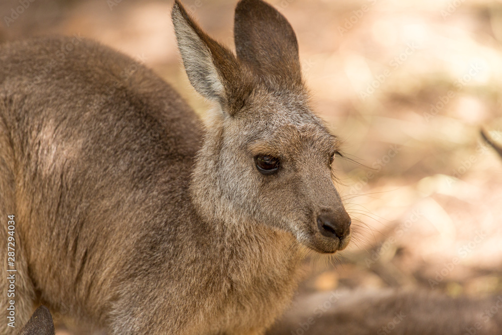 kangaroo joey waiting for his mum