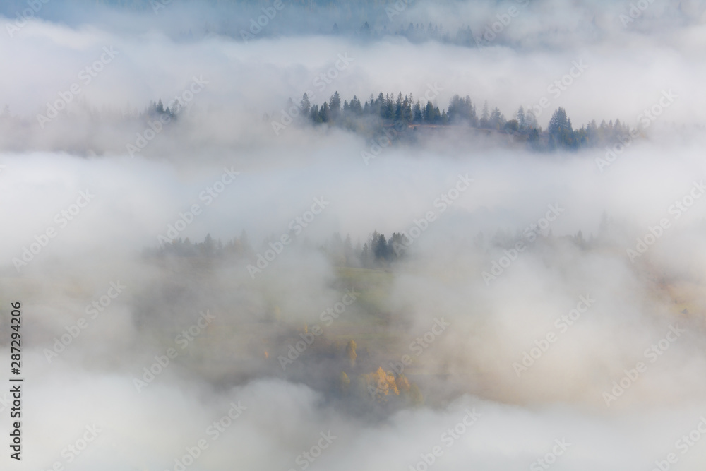 Fog in Mountains hills with fir trees