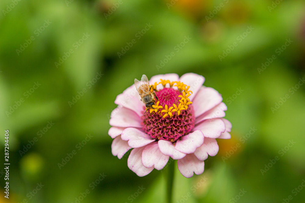 Obraz premium western honey bee collecting pollen on a zinnia flower