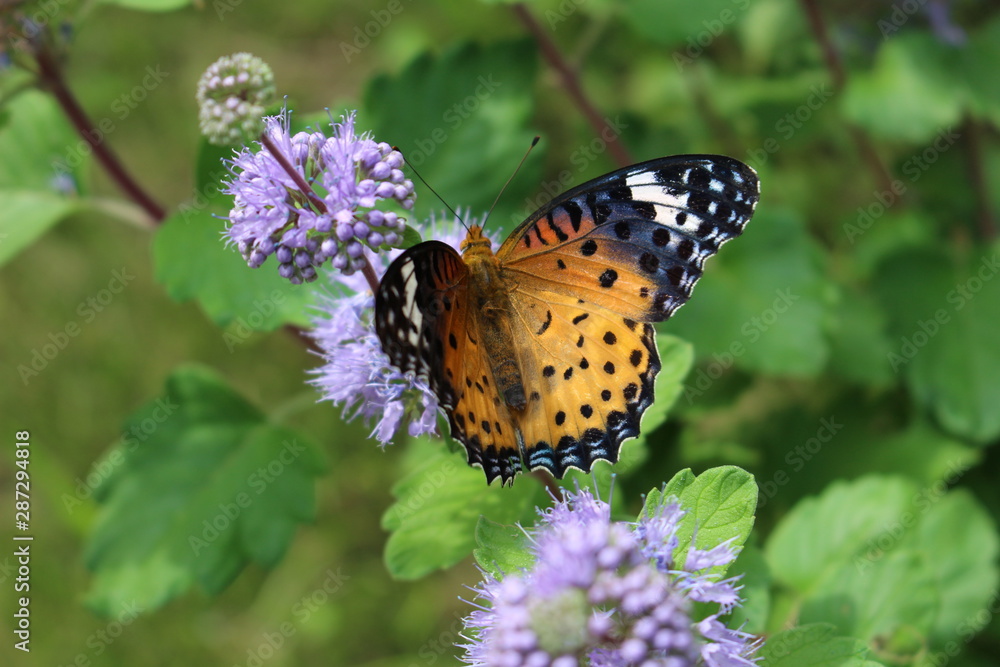 Obraz premium ダンギクに止まるツマグロヒョウモンの雌