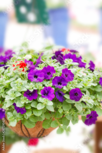 Colorful petunia flowers  Grandiflora is the most popular variety of petunia  with large single or double flowers that form mounds of colorful solid  striped  or variegated blooms.