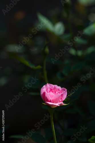Wallpaper Mural Rose and warm light in garden background , beautiful moments of love and happy life. Torontodigital.ca
