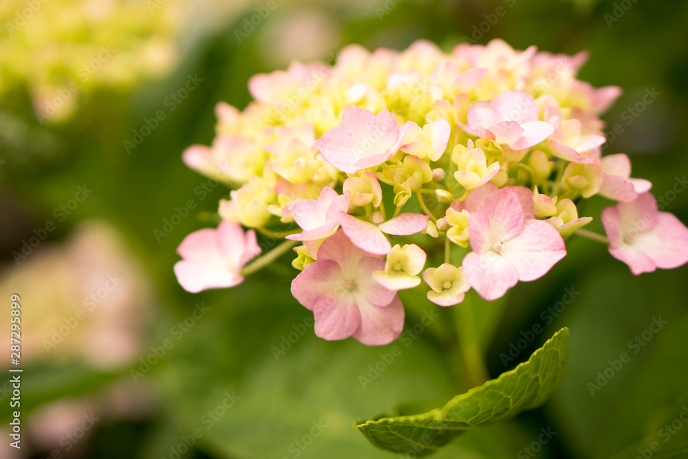 Hydrangea Flower in the garden Hydrangea Flower in the garden