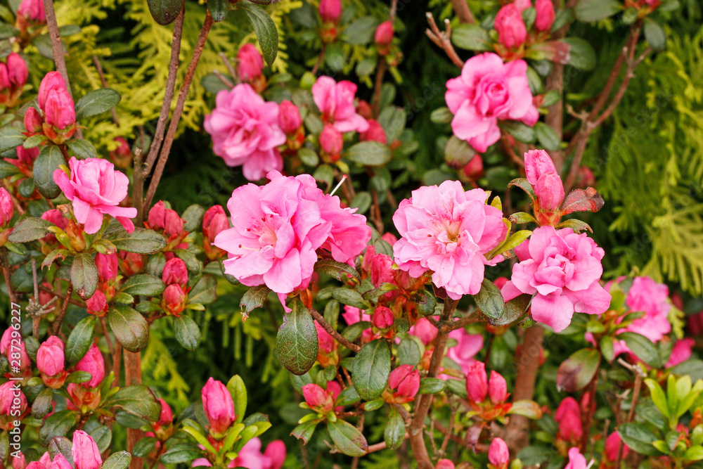 Beautiful pink rhododendron (azalea) in the garden. Beautiful pink rhododendron (azalea) in the garden.