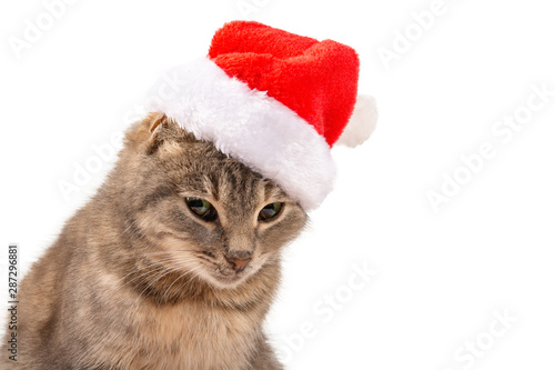 Cat in Santa's hat close-up. New Year, Christmas cat on a white isolated background, for postcard, banner. Front view, place for text, Copy space.