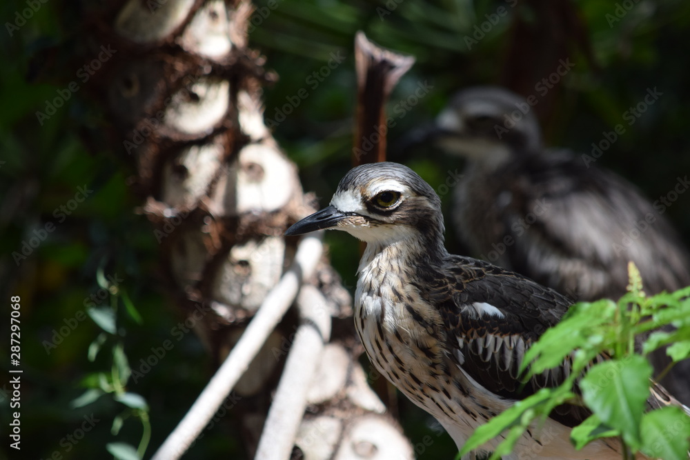 Obraz premium australian bird