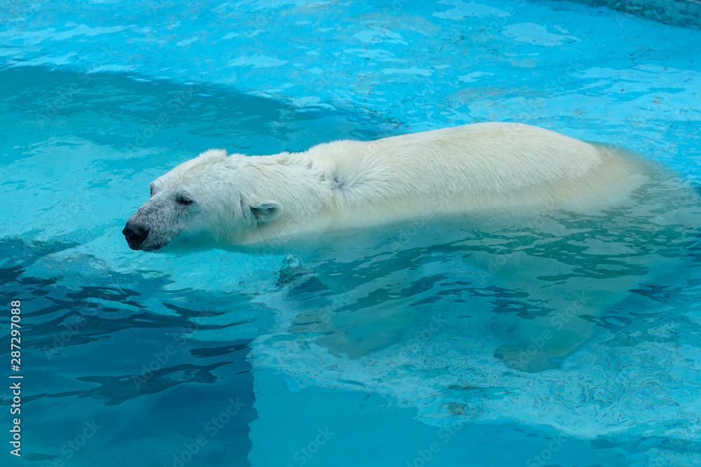 Naklejka premium Polar bear at the zoo. An animal in captivity. Northern Bear