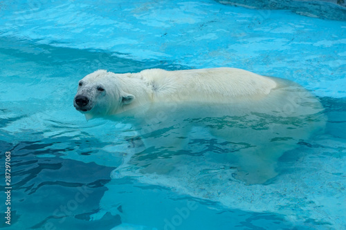 Polar bear at the zoo. An animal in captivity. Northern Bear