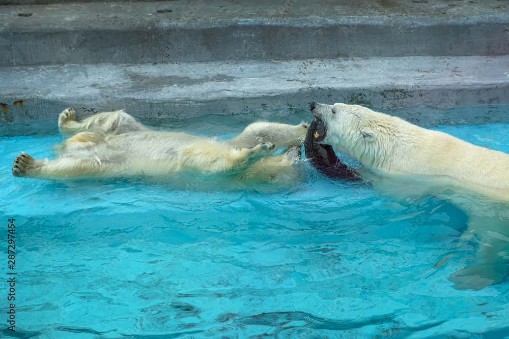 Sibling wrestling in baby games. Two polar bear cubs are playing about in  pool. Cute and cuddly animal kids, which are going to be the most dangerous  beasts of the world Stock
