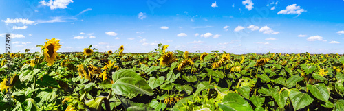 field with ripe sunflowers on a summer day. Panorama