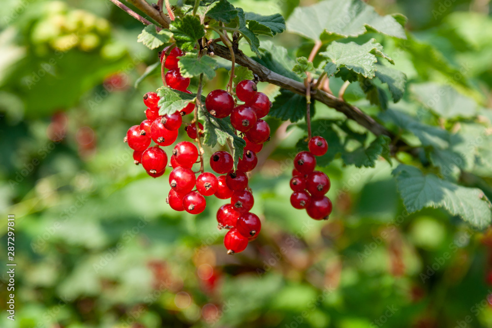 Bouquet of red currant berries (Ribes rubrum) on a branch with leaves close-up. Bouquet of red currant berries (Ribes rubrum) on a branch with leaves close-up.