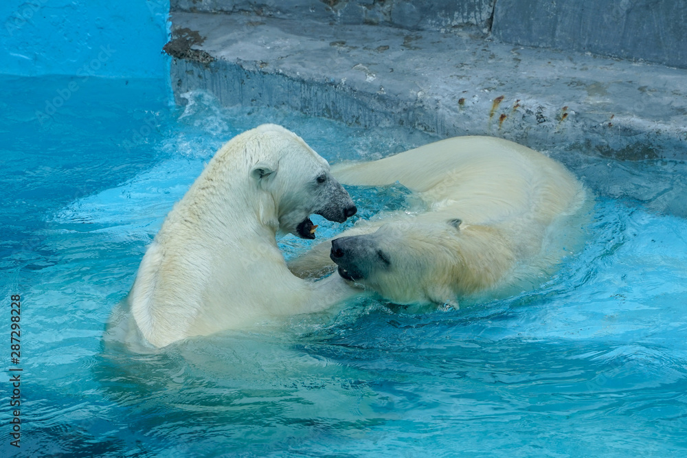 Naklejka premium Sibling wrestling in baby games. Two polar bear cubs are playing about in pool. Cute and cuddly animal kids, which are going to be the most dangerous beasts of the world