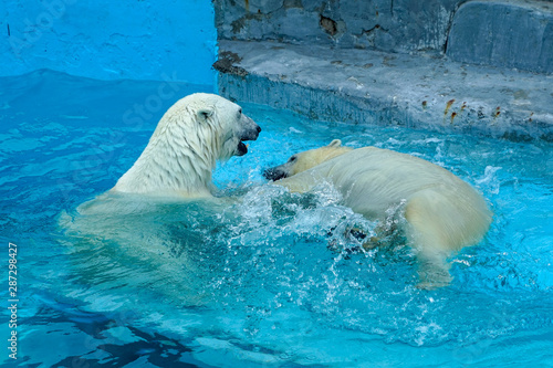 Sibling wrestling in baby games. Two polar bear cubs are playing about in pool. Cute and cuddly animal kids  which are going to be the most dangerous beasts of the world