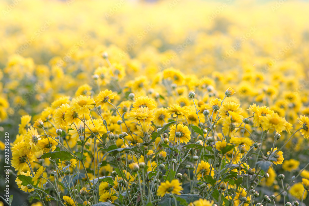 Yellow chrysanthemum flowers, chrysanthemum in the garden. Blurry flower for background, colorful plants