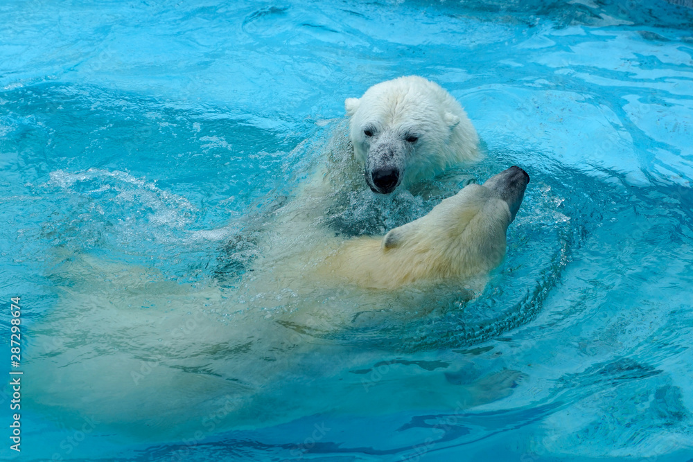Fototapeta premium Sibling wrestling in baby games. Two polar bear cubs are playing about in pool. Cute and cuddly animal kids, which are going to be the most dangerous beasts of the world