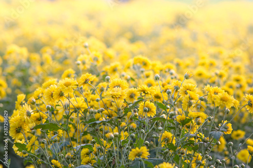 Yellow chrysanthemum flowers, chrysanthemum in the garden. Blurry flower for background, colorful plants © YuiYuize
