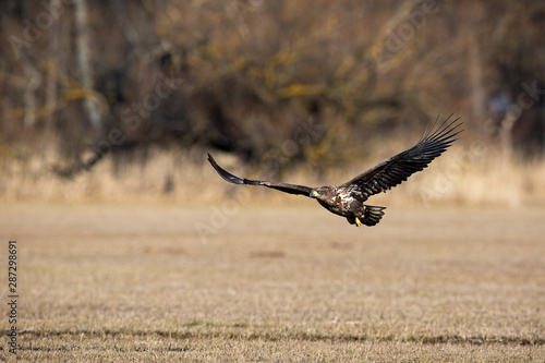 Juvenile white-tailed eagle, haliaeetus albicilla, flying low above ground. Animal on a meadow with dry grass in winter. Wild bird of prey with wings spread wide midair.