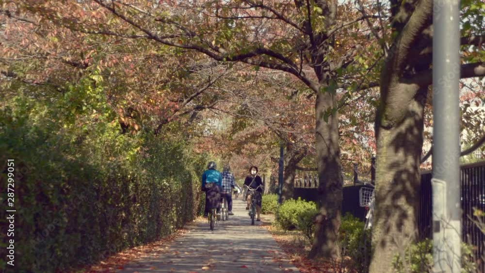 Cyclists and pedestrians riding down the road with trees all round Cyclists and pedestrians riding down the road with trees all round