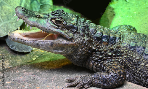 crocodile with open mouth