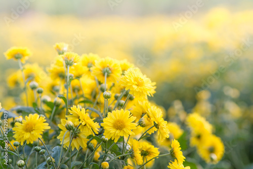 Yellow chrysanthemum flowers  chrysanthemum in the garden. Blurry flower for background  colorful plants