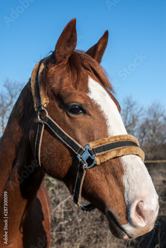 portrait of a horse © Bernardo