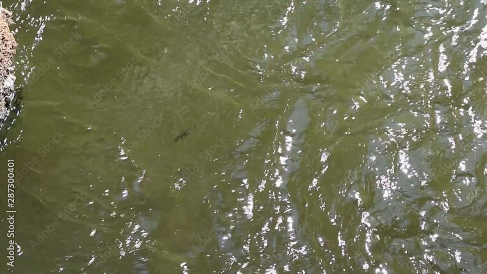 Swarm of fish swimming upstream trying to get past a power plant Swarm of fish swimming upstream trying to get past a power plant