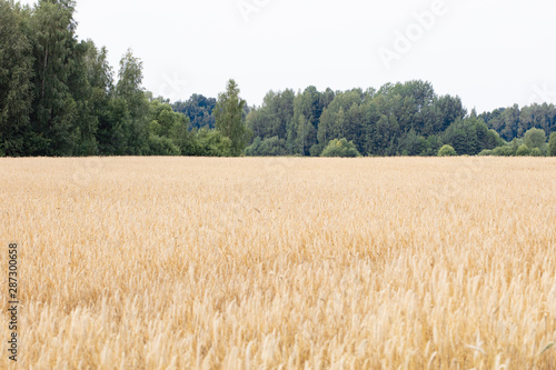 fields full of cereals, healthy food