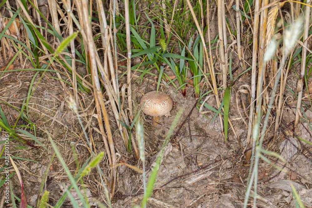 fungus grows between the grains fungus grows between the grains