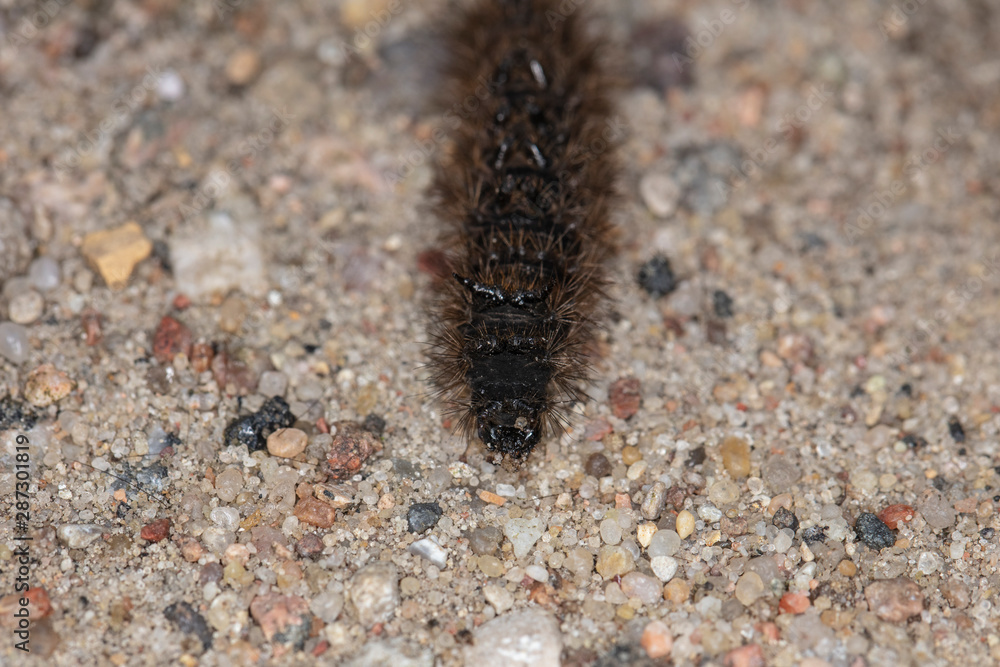 caterpillar is crawling along the way, close up caterpillar is crawling along the way, close up