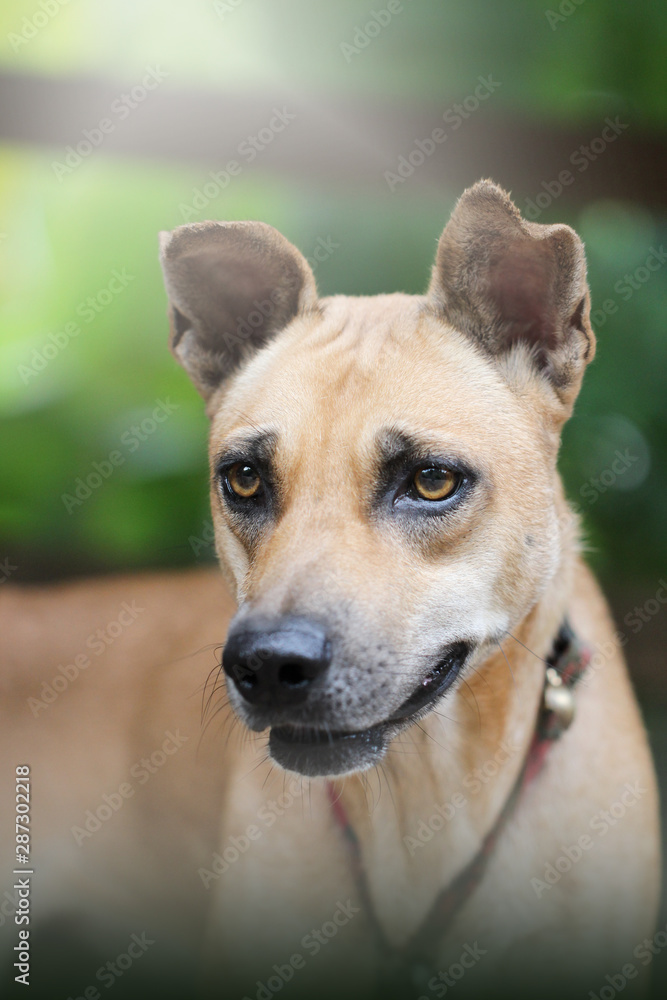 Close up face of Thai dog.