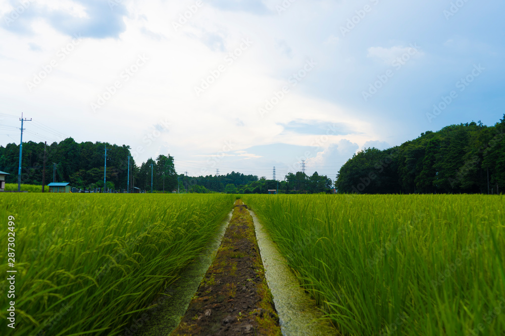 Obraz premium 稲穂