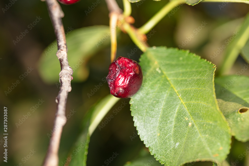 one cherry eaten by birds grows on the tree one cherry eaten by birds grows on the tree