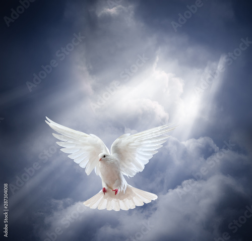 Dove in the air with wings wide open