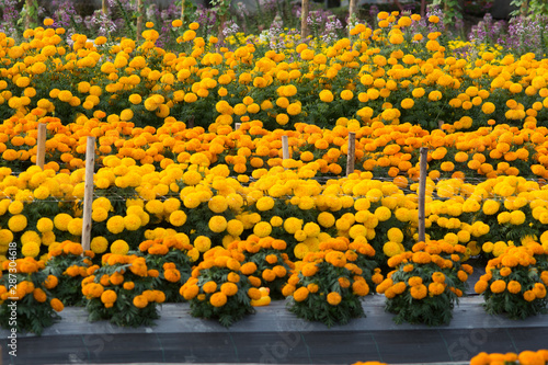 Orange Marigolds flower fields, selective focus