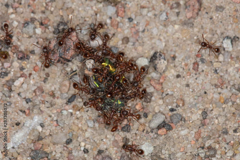 a large number of red ants eats insects a large number of red ants eats insects