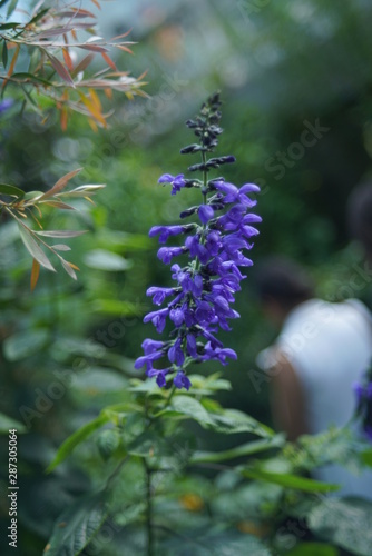 blue flower