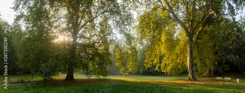 wonderful morning in the park - sun rays breaking through the canopy of trees, fog illuminated by the morning sun