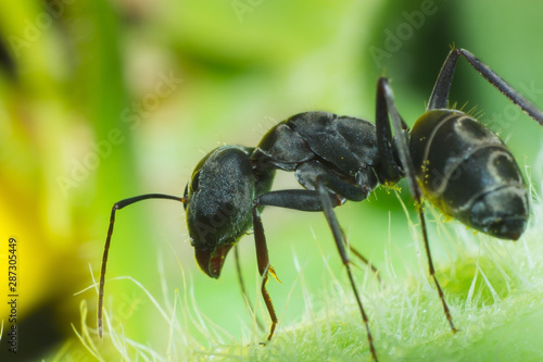 ant in nature © taweesak