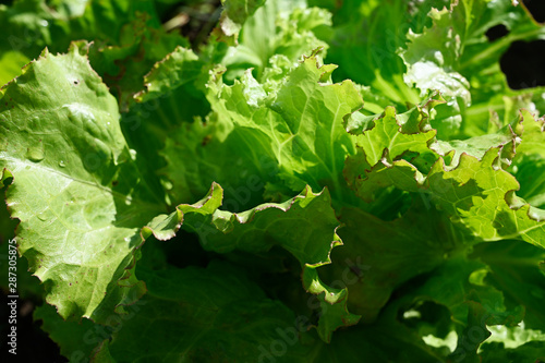 Detail of fresh green leaves of organic lettuce in the field.