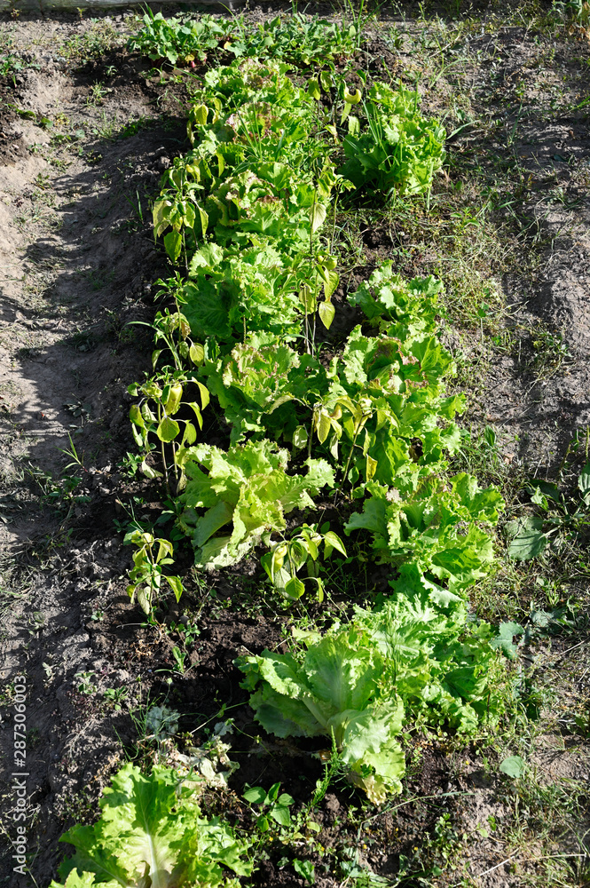 Small bio box with lettuce green and peppers. Small bio box with lettuce green and peppers.