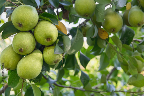 several ripening pear fruits on a tree branch as a natural background