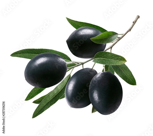 Branch of black olives with leaves isolated on white background