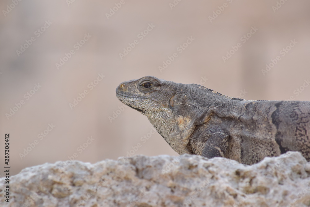 Obraz premium mexican iguana