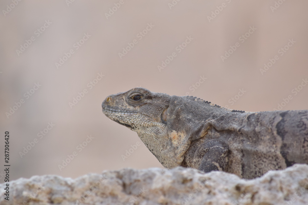 Fototapeta premium mexican iguana