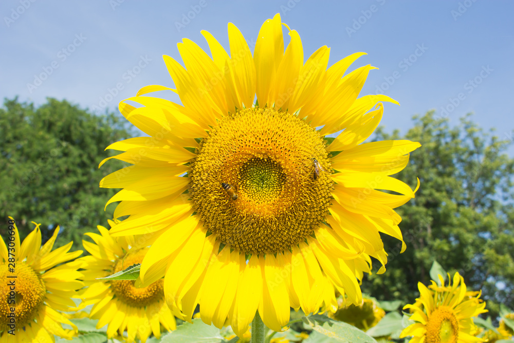 Fototapeta premium sunflower in farm