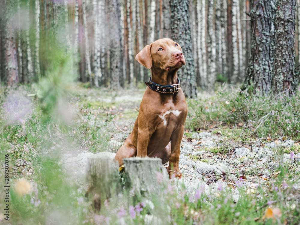 Sweet puppy of chocolate color on a background of  green trees in a beautiful, quiet forest. Clear, sunny day. Close-up, outdoor. Concept of care, education, obedience training, raising of pets